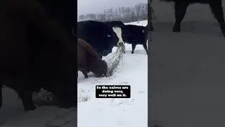 cattle can graze in winter?