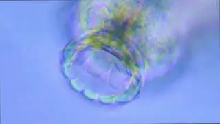 How do tardigrades feed?
