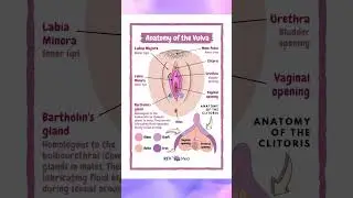 Vulva Anatomy