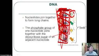 DNA Structure