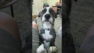 Walter, has anyone ever told you... #doglife Subscribe for more Walter cuteness!