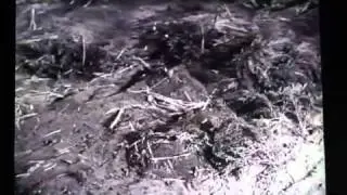 Invisible Invaders