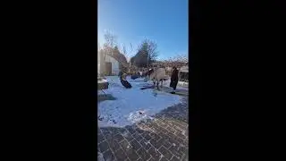 Rebekka Senika og Diamond uge 1 vinterchallange    SD 480p