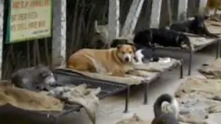 India Animal Shelter Tour 3of9
