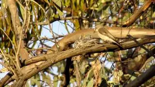 Jacky Winter (Microeca fascinans) Nest Feeding