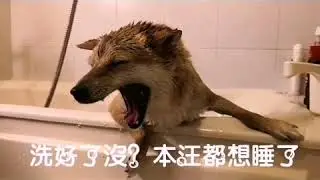 Petaum寵物專用梳毛吹風機