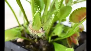Venus Flytrap vs Caterpillar (The Mad Hatterpillar) | Carnivorous Plant | Mr DKN