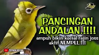 Pancingan Kecial Kuning ANDALAN Sangat Ampuh Bikin Kecial Kuning Rajin Joss NEMPEL‼️| PEPADU KECIAL