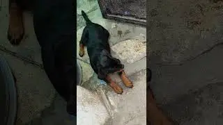 playing with Rubi #Sohel Shaikh Vlogs #Shorts