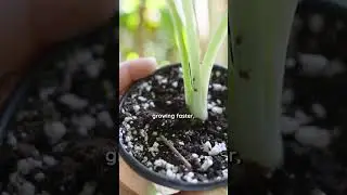 &ldquo;A bigger pot helps your plant grow faster&rdquo; is actually a myth! #plantcare #houseplants