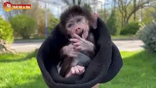 Смотрите, какая крошка Люся в ладошках! Уникальные кадры из Тайгана! Милое видео!