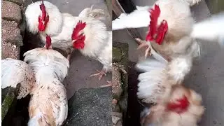 funny three chicken  brothers disagree with each other, & play fight dirty 😃 #roosters #poultry