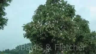 Ornamental tree (Mesua ferrea), Malaysia. 20150509_093129.m2ts
