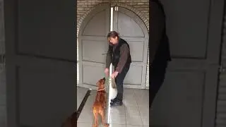 Puppy training 