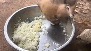 The dog doesn't want to eat rice.