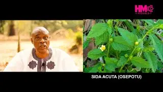 BENEFITS OF SIDA ACUTA (OSEPOTU) BY DR O, JEGEDE SENIOR RESEARCHER AND LECTURER.