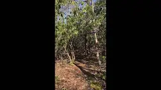 Rhododendron Tunnel - Bearfort Ridge