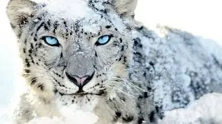 Project Snow Leopard