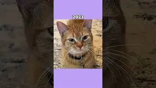 Where Are The Famous Cat Memes Now?💔🕊️ (ThenVsNow) #shorts