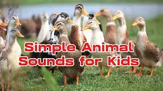 Simple Animal Sounds for Kids | Learning Phase #aniamls #animalsounds #wildanimals 