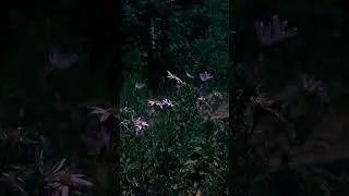 forest noise - LxNz, ansxra! H1KXRY #лето #эмбиент #ambient #music #relaxing #природа #лес