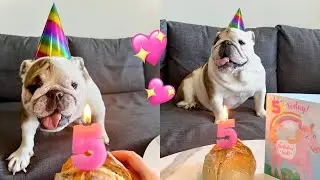 Rizzo Turns 5! ❤️🎉 Happy Birthday to my English Bulldog!