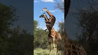 From Cute to Colossal! 🦒 Giraffe Transformation You Never Expected! #uncovertheunknown #shorts