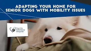 Make Your Home Easier for Your Senior Dog