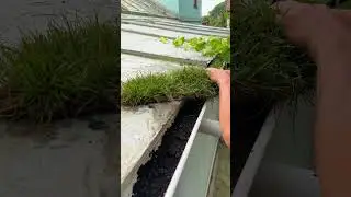 Превратите водосточные желоба в вертикальный сад.