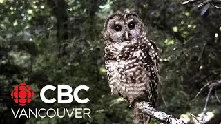One wild-born spotted owl left in Canada &mdash; and it lives in B.C