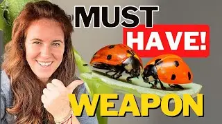 Как привлечь божьих коровок 🐞