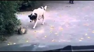 Sneaking Creeper Dog Funny Video