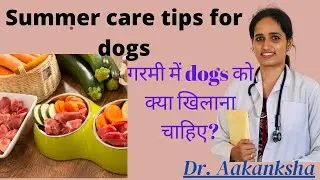 How to Take Care of a Dog in the Summer | dr. Aakanksha | Dr. krishan | Summer Care tips For Dogs