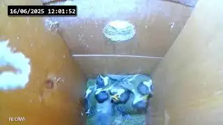 Great Tit nest Live Stream