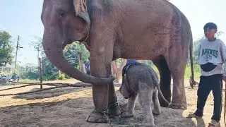 ควาญหัว ทำอะไร เเบบนี้ Elephant Thailand