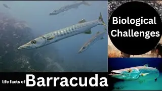 Barracuda