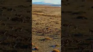 Wild Guanacoes running in Patagonia #argentina #travel #nature #wildlife