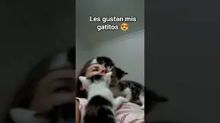 uno se llama Luigi el otro se llama Mario y otro peach son mis gatitos preferidos🐈🐈&zwj;⬛🐈