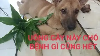 Cho chó uống cây này bệnh gì cũng hết /mẹo hay từ cây lược vàng# Thúy Long An vlog