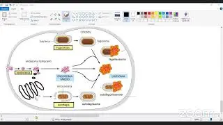 CURSO PREFINAL BIOLOGÍA - COMPARTIMENTOS INTRACELULARES
