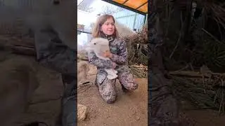 A hare protects his female by attacking a human. #shorts