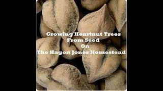 Growing Heartnut Trees from seed @ The Hagon Jones Homestead