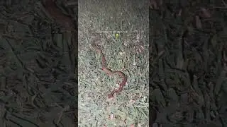SCARY and RARE WORM From Southeast Asia🥹