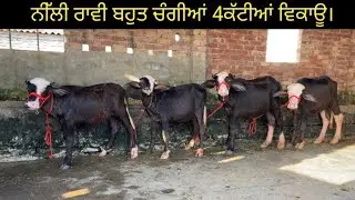ਨੀੱਲੀ ਰਾਵੀ 4ਕੱਟੀਆਂ ਵਿਕਾਊ। 90560-58311