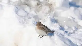 Horned Lark singing
