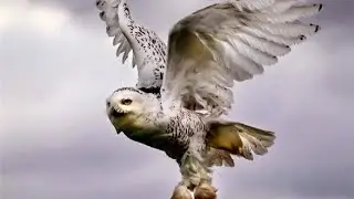 Snowy Owl and Birding Update