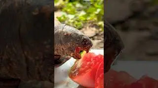 Turtle Feeding Day is Back! 🍅 #shorts #turtle #cute #fun #wild #boxturtle #turtlefeeding #asmr
