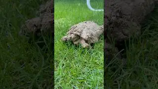 How a Dirty Turtle Becomes Clean #turtle #transformation #cleanliness #water #nature #ecofriendly