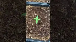Afghan Kush Auto: As&iacute; van los primeros 12 d&iacute;as 🌱🔥 #Autoflorecientes #cultivocannabis
