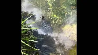 A look at the spotted turtle